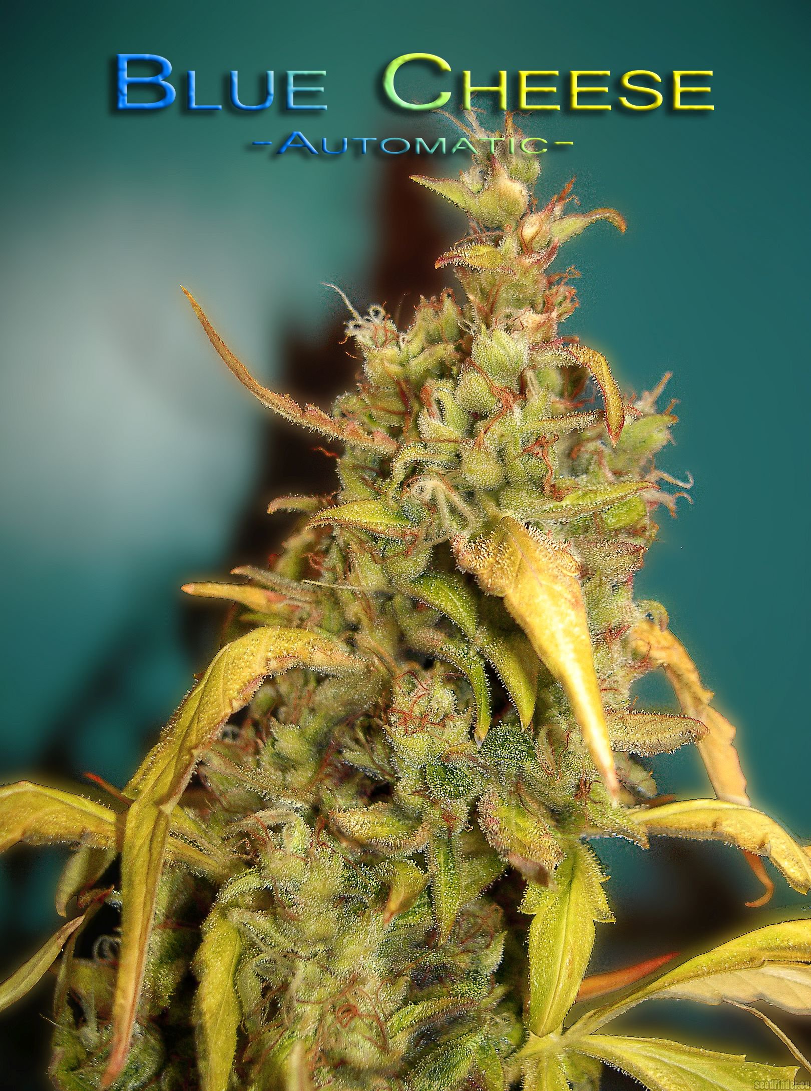 Blue Cheese Autoflowering Hanf Samen