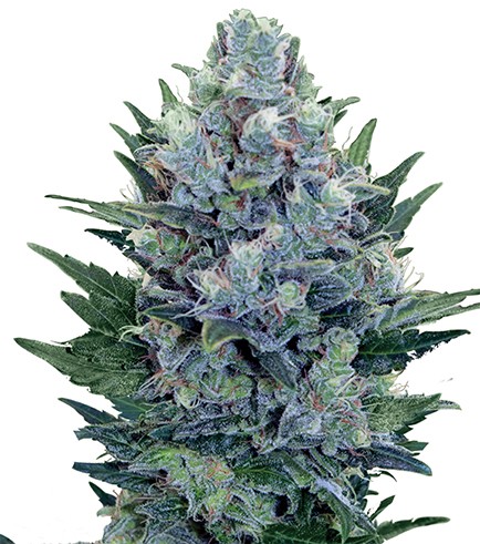 Blue Cheese Autoflowering Hanf Samen