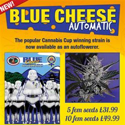 Blue Cheese Automatic Hanf Samen