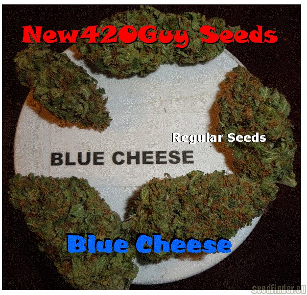 Blue Cheese Hanf Samen