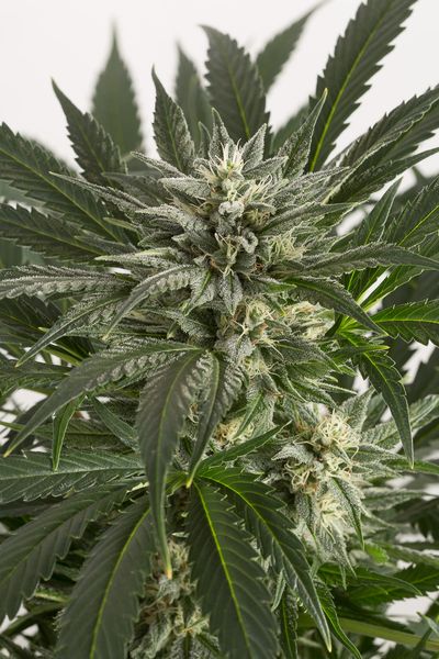 Blue Critical Autoflowering Hanf Samen