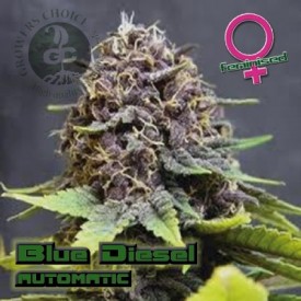 Blue Diesel Autoflowering Hanf Samen