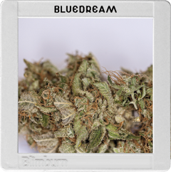 Blue Dream Hanf Samen