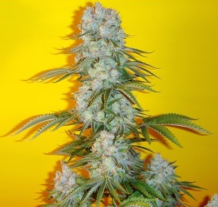 Blue Fin Hanf Samen