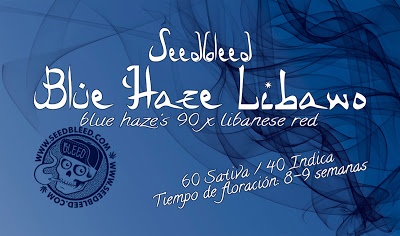 Blue Haze Libano Hanf Samen