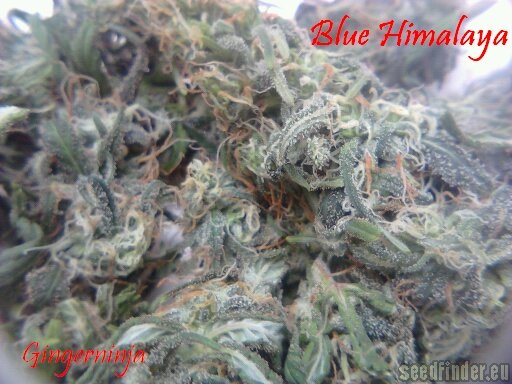Blue Himalaya Hanf Samen