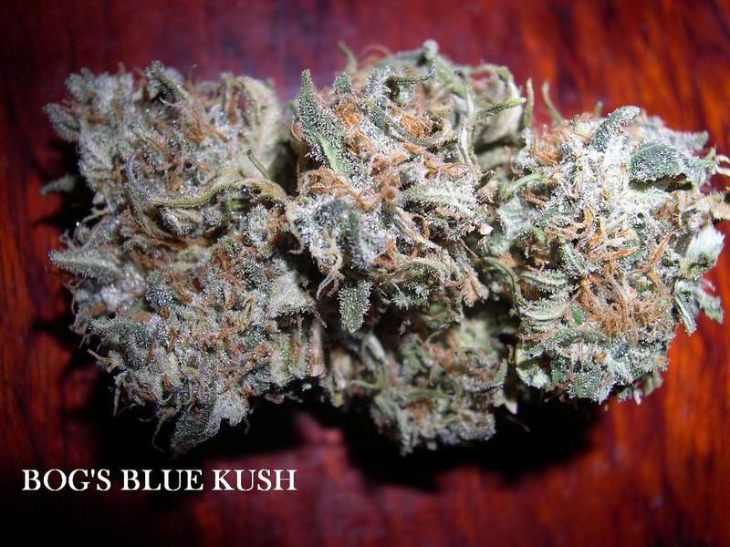 Blue Kush Hanf Samen