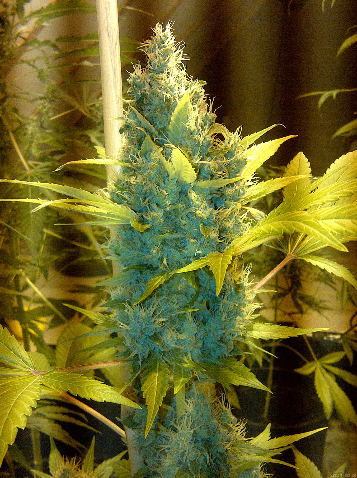 Blue Medi Kush Hanf Samen