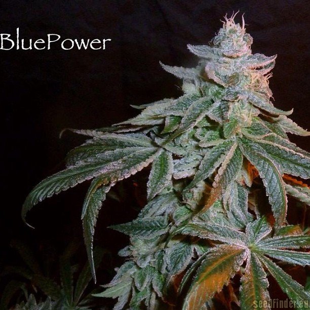 Blue Power F2 Hanf Samen