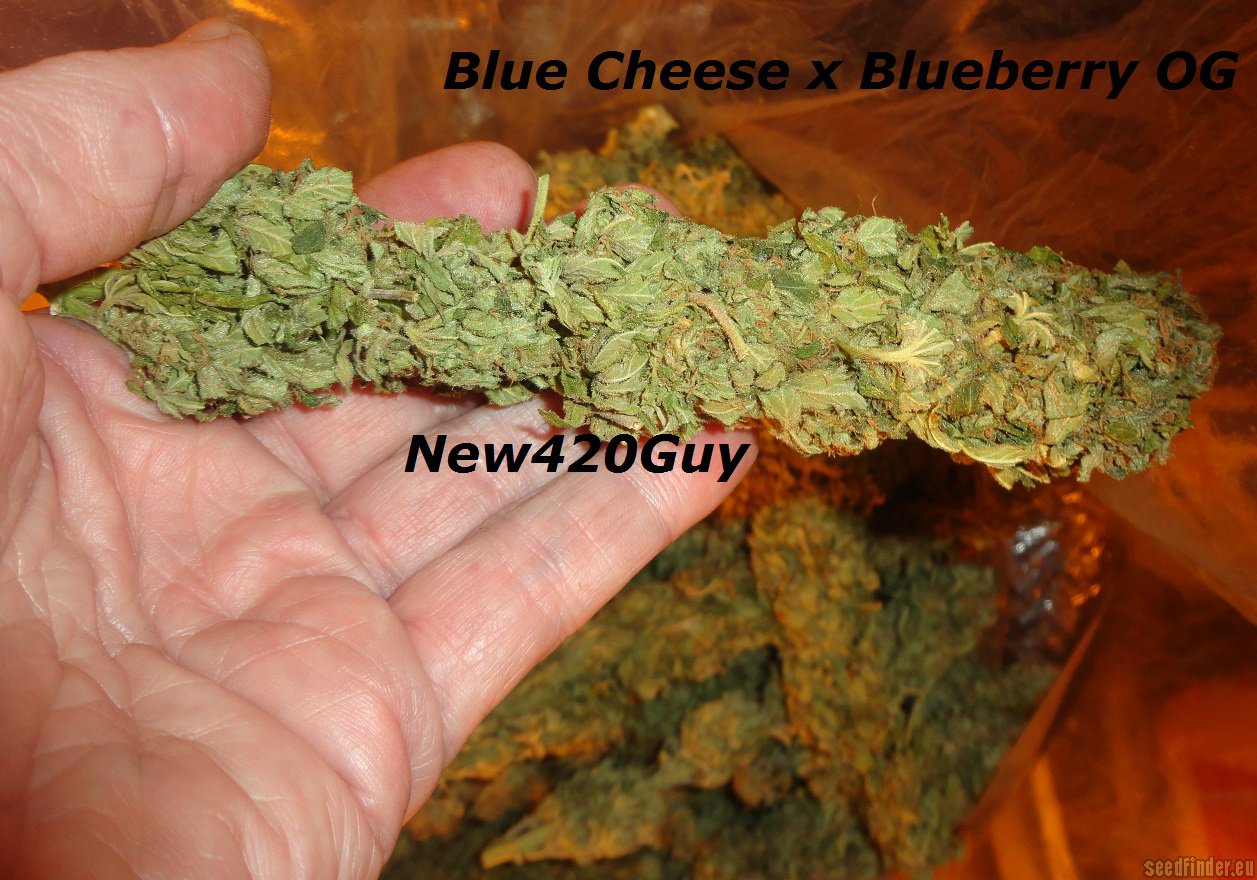 Blue Tahoe Cheese Hanf Samen