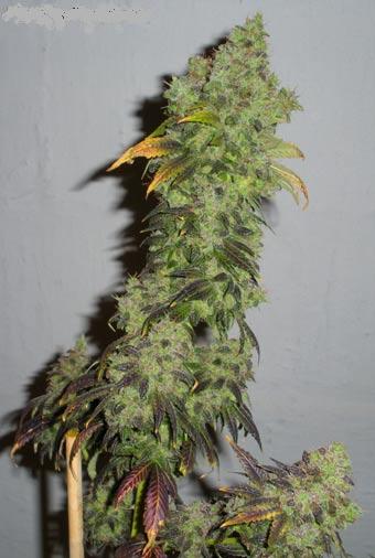 Blue Widow Hanf Samen