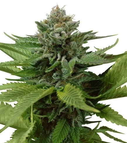 Blue Widow Hanf Samen