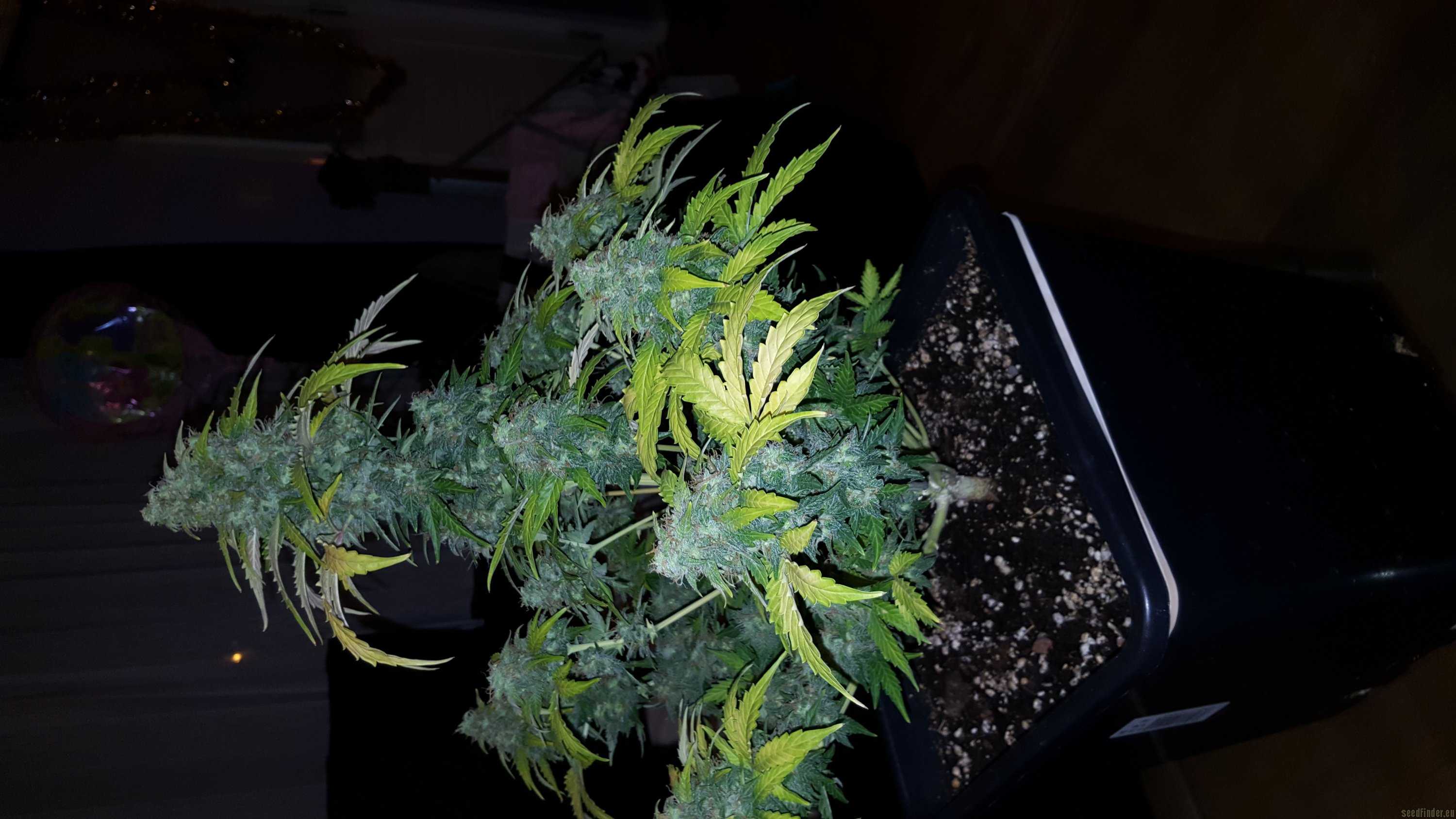 Blueberry Auto Hanf Samen