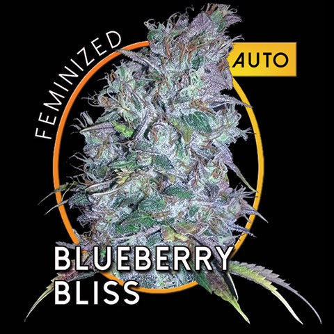 Blueberry Bliss Auto Hanf Samen