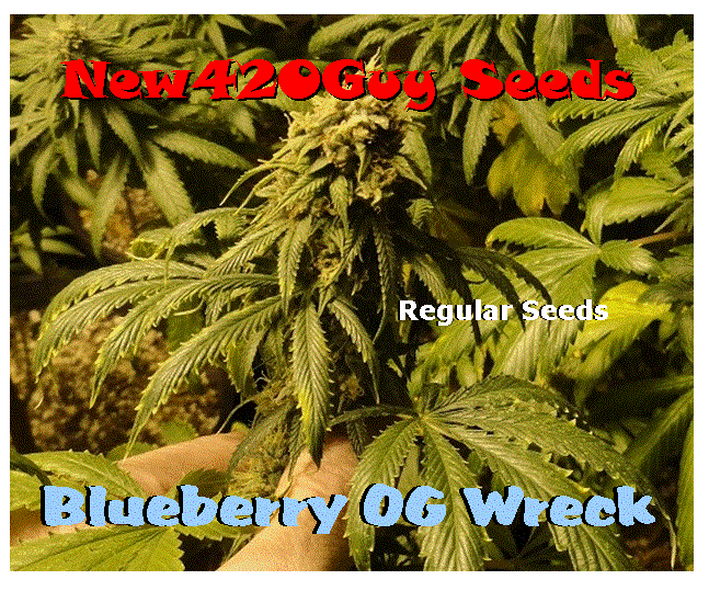 Blueberry OG Wreck Hanf Samen
