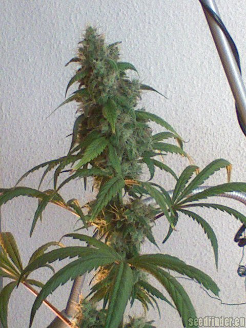 Blueberry Skunk Hanf Samen