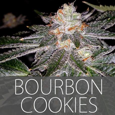 Bourbon Cookies Hanf Samen