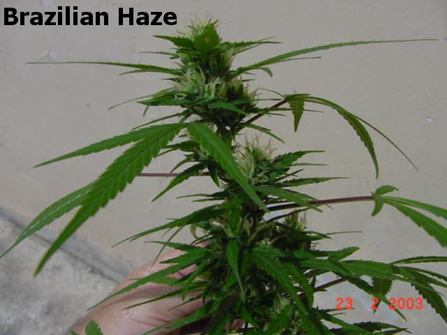 Brazilian Haze Hanf Samen