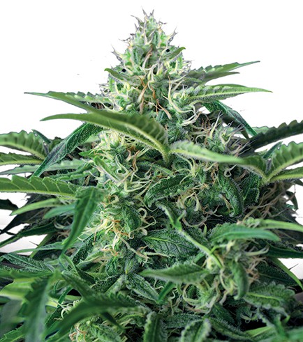 Bubble Kush Autoflowering Hanf Samen