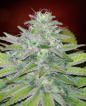 Canadian Widow Auto Hanf Samen