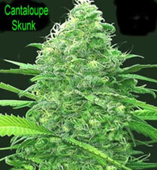 Cantaloupe Skunk Hanf Samen