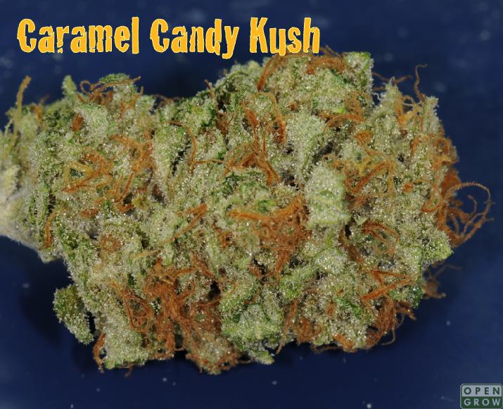 Caramel Candy Kush Hanf Samen