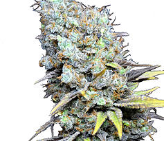 CBD Big Bud Super Skunk Hanf Samen