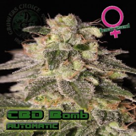 CBD Bomb Autoflowering Hanf Samen