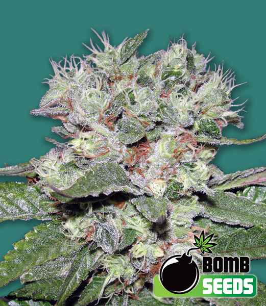 CBD Bomb Hanf Samen