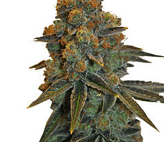 CBD D Diesel Hanf Samen