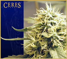 Ceres Kush Hanf Samen