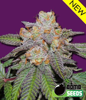 Cherry Bomb Auto Hanf Samen