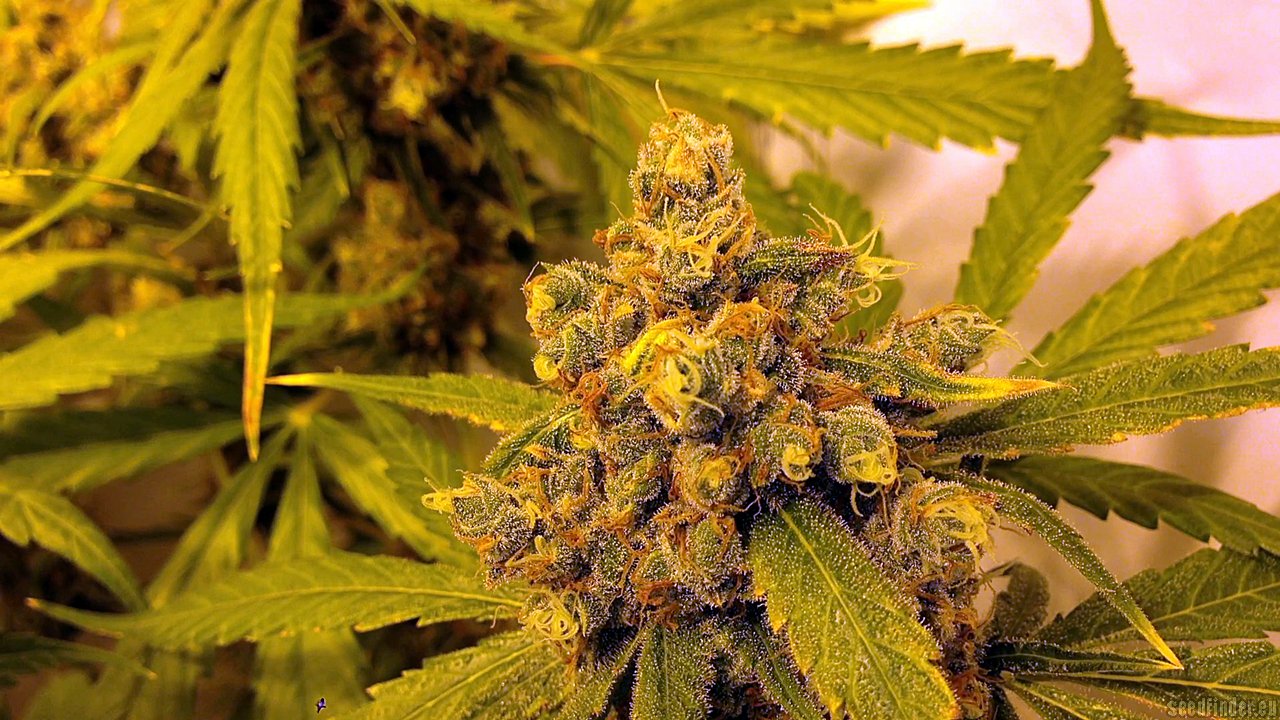 Chocolope Hanf Samen