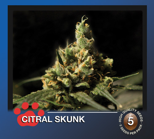 Citral Skunk Hanf Samen