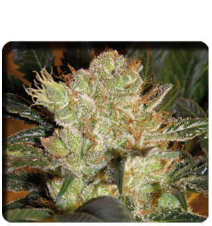 City Diesel Hanf Samen