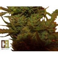 Climax Autoflower Hanf Samen