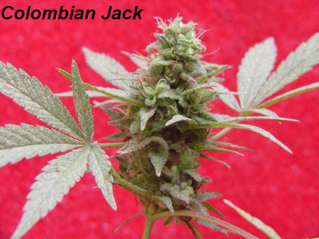 Colombian Jack Hanf Samen