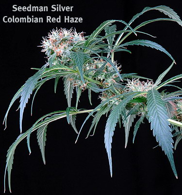 Colombian Red Haze Hanf Samen