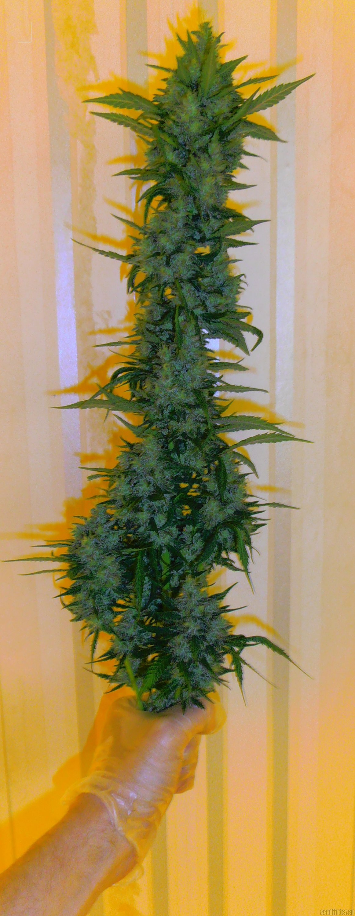 Cream Mandarine Auto Hanf Samen