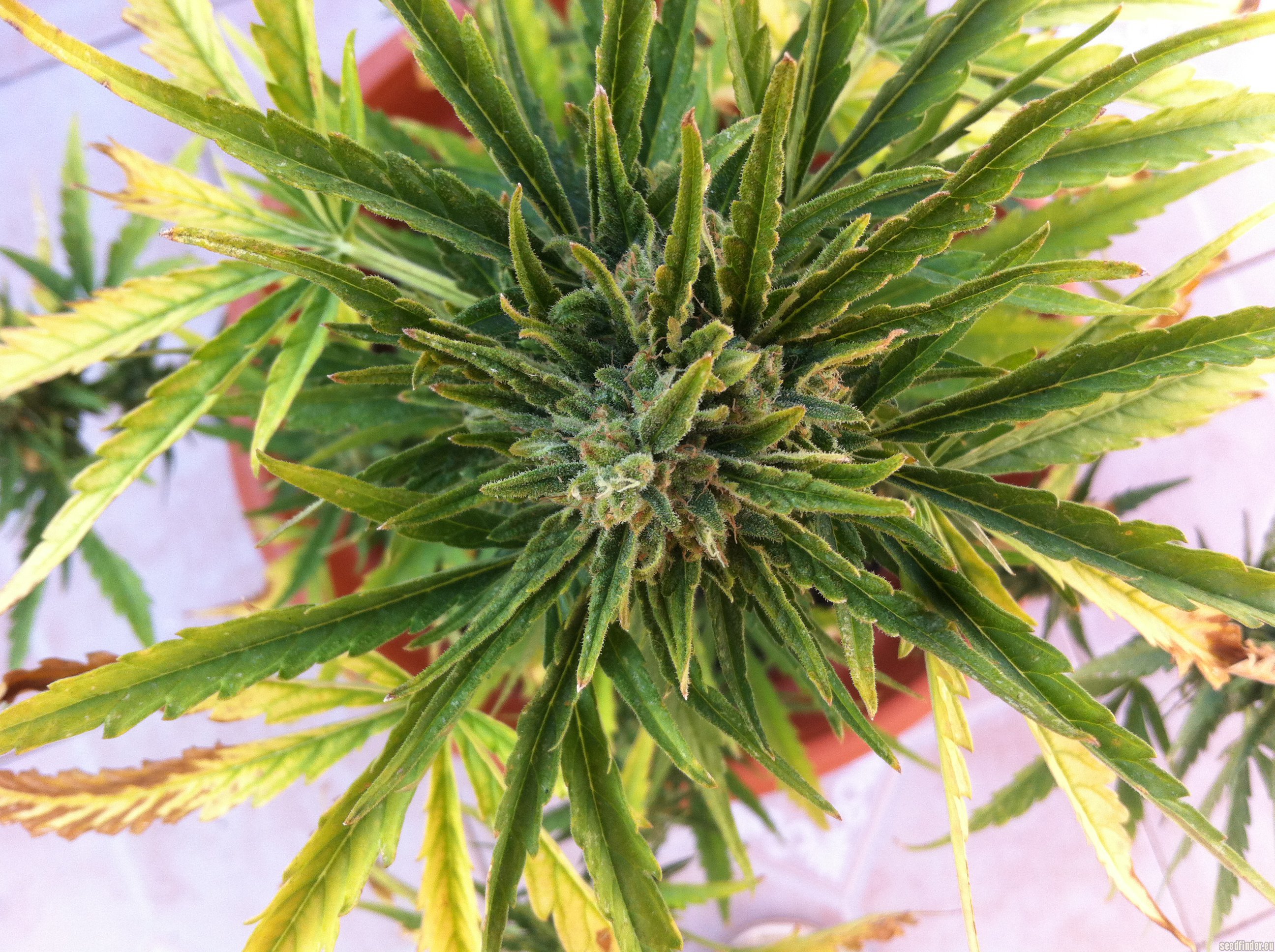 Critical+ 2.0 Autoflowering Hanf Samen