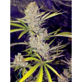 Critical+ for White Widow Hanf Samen