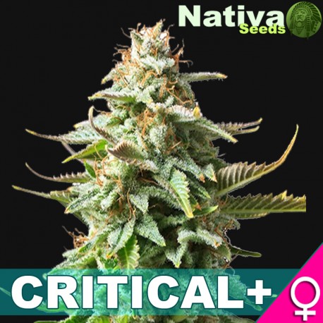 Critical+ Hanf Samen