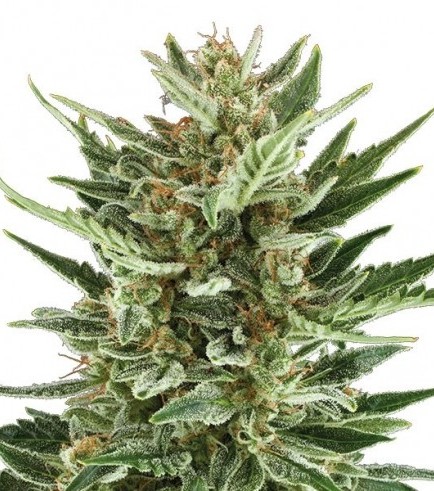 Critical Cheese Autoflowering Hanf Samen