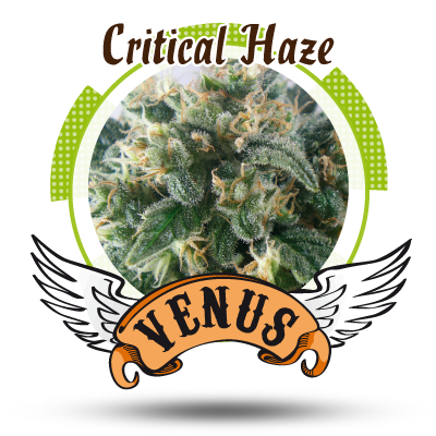 Critical Haze Hanf Samen