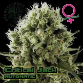 Critical Jack Autoflowering Hanf Samen