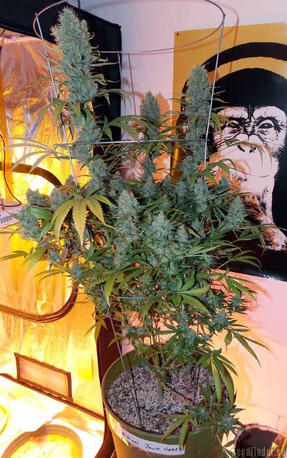 Critical Jack Herer Hanf Samen