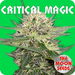 Critical Magic Hanf Samen