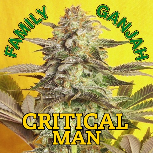 Critical Man Hanf Samen