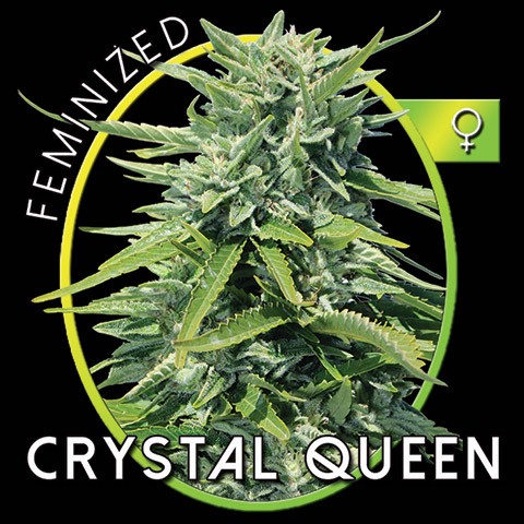 Crystal Queen Hanf Samen