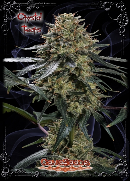 Crystal Tears Hanf Samen